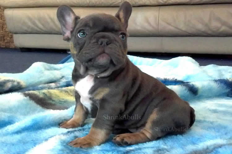 Super cute and attentive French bulldog puppy